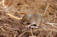 House mouse (Mus musculus)