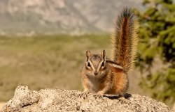 Least chipmunk (Neotamias minimus)