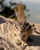 Least chipmunk (Neotamias minimus)