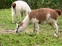 Llama (Lama glama)