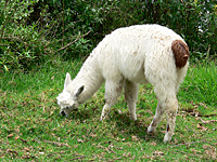 Llama (Lama glama)