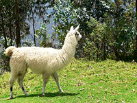 Llama (Lama glama)