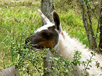 Llama (Lama glama)