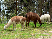 Llama (Lama glama)