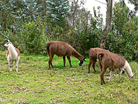 Llama (Lama glama)