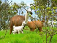 Llama (Lama glama)
