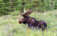 Moose (Alces alces)