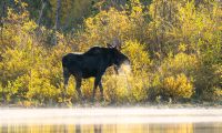 Moose (Alces alces)