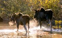 Moose (Alces alces)