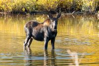 Moose (Alces alces)