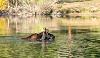 Moose (Alces alces)