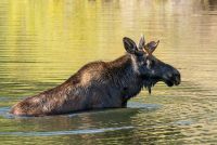 Moose (Alces alces)