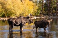 Moose (Alces alces)
