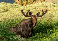 Moose (Alces alces)