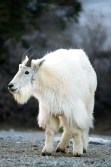 Rocky Mountain goat (Oreamnos americanus)
