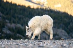 Rocky Mountain goat (Oreamnos americanus)