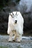 Rocky Mountain goat (Oreamnos americanus)