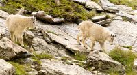Rocky Mountain goat (Oreamnos americanus)