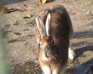 Mountain Hare (Lepus timidus)
