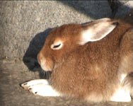 Mountain Hare (Lepus timidus)