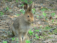 Mountain Hare (Lepus timidus)