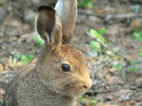 Mountain Hare (Lepus timidus)