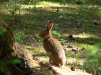 Mountain Hare (Lepus timidus)
