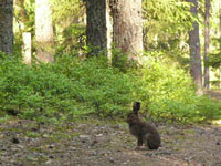 Mountain Hare (Lepus timidus)