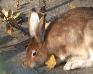 Mountain Hare (Lepus timidus)