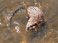 Muskrat (Ondatra zibethica)