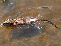 Muskrat (Ondatra zibethica)