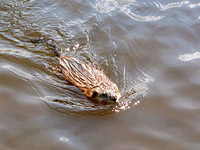 Muskrat (Ondatra zibethica)