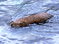 Muskrat (Ondatra zibethica)