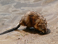Muskrat (Ondatra zibethica)
