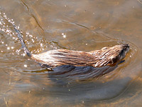 Muskrat (Ondatra zibethica)