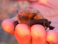Pipistrello di Nathusius (Pipistrellus nathusii)