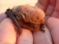 Pipistrello di Nathusius (Pipistrellus nathusii)