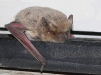 Pipistrello di Nathusius (Pipistrellus nathusii)