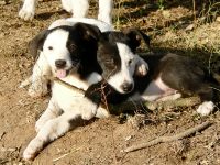 Dog (Canis lupus familiaris)