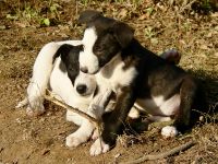 Dog (Canis lupus familiaris)