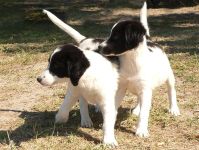 Dog (Canis lupus familiaris)