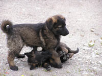 Dog (Canis lupus familiaris)