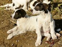 Dog (Canis lupus familiaris)