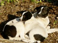 Dog (Canis lupus familiaris)