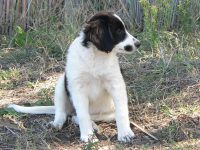 Dog (Canis lupus familiaris)