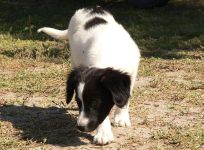 Dog (Canis lupus familiaris)
