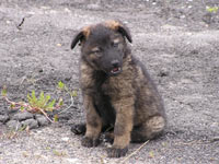 Dog (Canis lupus familiaris)