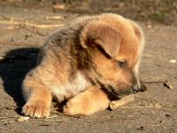 Dog (Canis lupus familiaris)