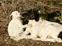 Dog (Canis lupus familiaris)