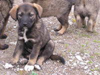 Dog (Canis lupus familiaris)